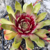 Sempervivum 'Zauberrose'
