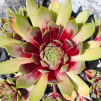 Sempervivum 'Zauberrose'