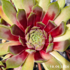 Sempervivum 'Zauberrose'