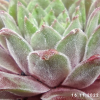 Sempervivum 'Anka'