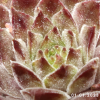 Sempervivum 'Anka'