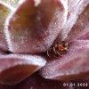 Sempervivum 'Anka'