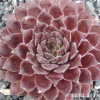 Sempervivum 'Anka'