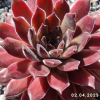 Sempervivum 'Anka'