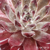 Sempervivum 'Anka'