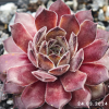 Sempervivum 'Anka'