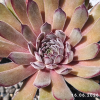Sempervivum 'Anka'