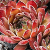 Sempervivum 'Anka'