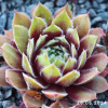 Sempervivum 'Sexy'