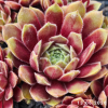 Sempervivum 'Sexy'