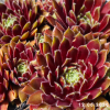 Sempervivum 'Queenie'