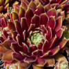 Sempervivum 'Queenie'