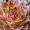 Sempervivum 'Pink Lemonade'