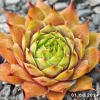 Sempervivum 'Pink Lemonade'
