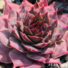 Sempervivum 'Pink Lemonade'