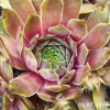 Sempervivum 'Pink Lemonade'