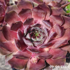 Sempervivum 'Pink Lemonade'