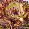 Sempervivum 'Grasshopper'