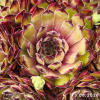 Sempervivum 'Grasshopper'