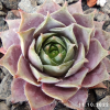 Sempervivum 'Aemilianus'
