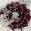 Sempervivum 'Aemilianus'