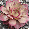 Sempervivum 'Aemilianus'