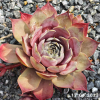 Sempervivum 'Aemilianus'
