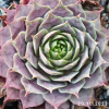 Sempervivum 'Aemilianus'