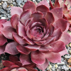 Sempervivum 'Aemilianus'