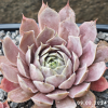 Sempervivum 'Aemilianus'