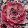 Sempervivum 'Aemilianus'