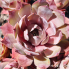 Sempervivum 'Aemilianus'
