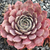 Sempervivum 'Aemilianus'