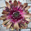 Sempervivum 'Pip'