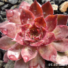 Sempervivum 'Ginger Nut'