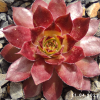 Sempervivum 'Ginger Nut'