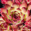 Sempervivum 'Ginger Nut'