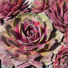 Sempervivum Chick Charms® GIANTS 'Glacier Blue'