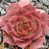 Sempervivum 'Lady Astrid'