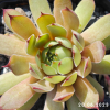 Sempervivum 'Lady Astrid'