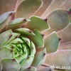 Sempervivum 'Lady Astrid'
