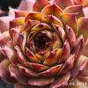 Sempervivum 'Lady Astrid'