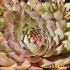 Sempervivum 'Lady Astrid'