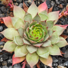 Sempervivum 'Lady Astrid'