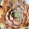 Sempervivum 'Lady Astrid'