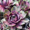 Sempervivum Chick Charms® GIANTS 'Glacier Blue'