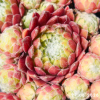 Sempervivum 'Oranje Team'