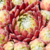Sempervivum 'Oranje Team'