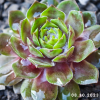 Sempervivum 'Bumbarash'