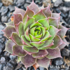 Sempervivum 'Bumbarash'